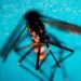 Dengue, in Italia 283 casi da inizio anno: tutti importati