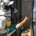Dengue, nuovo caso a Pisa: sindaco ordina la disinfestazione