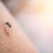 Dengue, scatta l’allerta per le Regioni: stretta contro rischio di trasmissione autoctona