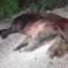 In Abruzzo uccisa a fucilate l’orsa Amarena
