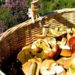 In Italia 10mila intossicazioni da funghi l’anno, quali i rischi e come evitarli