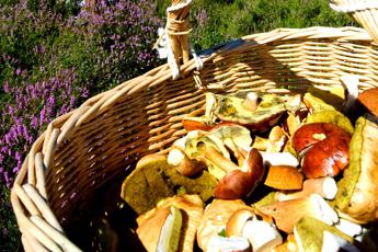 In Italia 10mila intossicazioni da funghi l’anno, quali i rischi e come evitarli