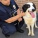 Milano, cane abbandonato da mesi sul balcone: salvato da guardie zoofile