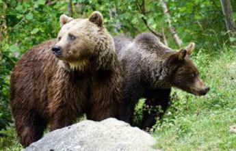 Morta l’orsa F36, si teme bracconaggio: la rabbia degli animalisti