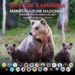 Orsa Amarena, domani la manifestazione degli animalisti: “Attese fino a mille persone”