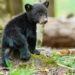 Orsa Amarena, i cuccioli sono insieme e si alimentano