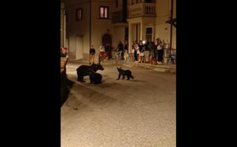 Orsa Amarena uccisa, avvistati i cuccioli: si lavora per salvarli
