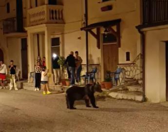Orsa Amarena uccisa, ecco chi ha sparato