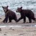 Orsa Amarena uccisa in Abruzzo, “ora a rischio i suoi due cuccioli”