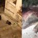 Orsa uccisa, a San Benedetto dei Marsi “clima preoccupante tra insulti e minacce”