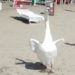 Ostia, in spiaggia spunta un cigno