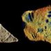 Ritrovate sull’Appennino le tracce fossili dei più antichi pesci abissali