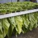 Tabacco, De Meo (Ppe): “Accordo di filiera è modello su cui insistere per creare innovazione”