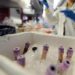 Tumori e vaccini a mRna, a che punto siamo