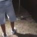 Uccidono anatra a bastonate e girano video choc: “E’ viva, finiscila”