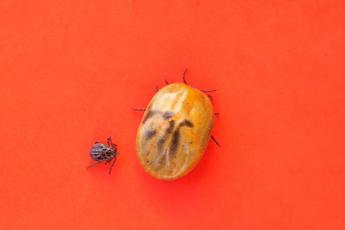 Vaccini, allo studio ‘scudo’ a mRna contro la malattia di Lyme
