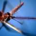 West Nile Italia, salgono a 237 i casi: 13 morti