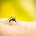 West Nile in Italia, salgono a 205 i casi: 10 morti