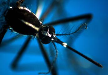 West Nile, un caso a Lecce: virus colpisce 80enne