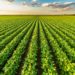 Agroalimentare, Ismea: Italia 3a in Ue, in 2022 valore aggiunto filiera a 64 mld