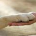 Anziani, Ungar (Veteris): ‘interventi assistiti con animali vera terapia’