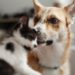 Bonus animali domestici 2023, come richiederlo