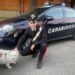 Cagnolina smarrita nel parcheggio del supermarket, la salvano i carabinieri