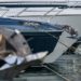 Confindustria Nautica: “Bbene parere Consiglio Stato su titoli professionali”