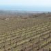 Sicilia: Fedagricoltura-Cifa, con viticoltori per più risorse nazionali per recente calamità naturale