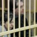 Strage Erba, Olindo: “Il futuro? E’ con Rosa fuori dal carcere”