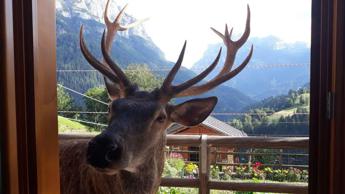 Ucciso il cervo Bambotto, mascotte di Pecol che si fidava dell’uomo