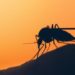 Virus Chikungunya, un caso a Sansepolcro. Sono 4 in Italia nel 2023