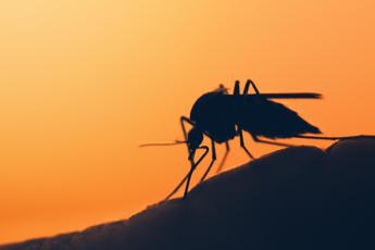 Virus Chikungunya, un caso a Sansepolcro. Sono 4 in Italia nel 2023