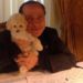 Berlusconi, la seconda vita di Dudù: il barboncino resta con Fascina ad Arcore