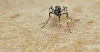 Chikungunya, vaccino in Italia dal 30 ottobre