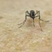 Chikungunya virus, in Italia 7 casi nel 2023
