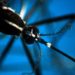 Dengue oggi Toscana, morta una 50enne