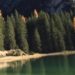 Giornata nazionale alberi, perché sono importanti nelle città