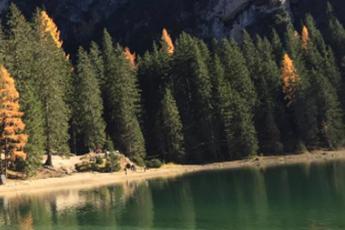 Giornata nazionale alberi, perché sono importanti nelle città