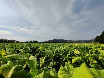 Philip Morris Italia: “Con accordi filiera +11% fatturato, senza -14,5%”