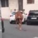Roma, dopo il leone tocca a un vitello: animale in fuga tra le auto a Vitinia – Video