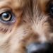 Sudcorea verso lo stop al consumo di carne di cane “ma solo dal 2027”