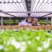 Agrolimentare, Ismea: “In primi 9 mesi export +6,1% a 47 mld, saldo resta negativo”