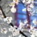 Dedicare equinozio di primavera al calabrese Lilio, proposta di legge Lega