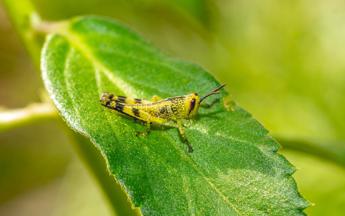 Ogni anno consumiamo 500 grammi di insetti ‘nascosti’, alert su allergie