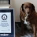 Cane ‘più longevo di sempre’? Giallo sui 31 anni suonati di Bobi