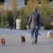 Cani grandi e piccoli, ecco chi vive di più e che malattie rischia