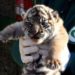 Fiocco rosa al Bioparco di Roma, nata cucciola di tigre di Sumatra