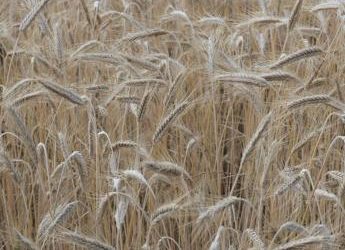 Italiani sempre più celiaci, ecco le linee guida per diagnosi e terapia