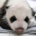 Russia, primo panda gigante nato nel Paese: si chiamerà Katyusha